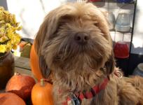 Lakshmi, 3 years old with pumpkins by Christina Jarmolinski