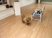 Lakshmi viewing the show