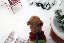 Lakshmi is dazzled by all the snow