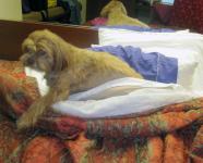 Our Trip to Maryland with Lakshmi by Christina Jarmolinski