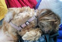 Our Trip to Maryland with Lakshmi by Christina Jarmolinski