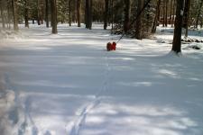 Lakshmi taking off in the deep snow