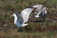 Sea-Gulls-in-Assateague