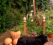 Uschi's-Garden-Doggie