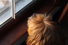 Lakshmi viewing the snow scenery