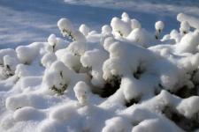 View out of my Studio Window