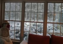 View out of my Studio Window