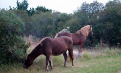Assteague Island, Maryland Wild Horses by Christina Jarmolinski