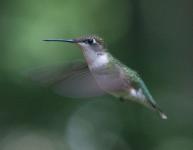 The Hummingbird in our yard-photography Rob de Koter