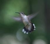 The Hummingbird - photography by Rob de Koter