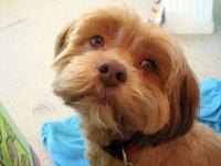 Lakshmi, freshly trimmed now- 7 years later in my studio