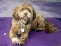 Lakshmi now on a purple rug