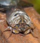 A Fabulous Photo of a Unique Special Locust - photo by Rob de Koter