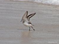 Flight by Rob de Koter