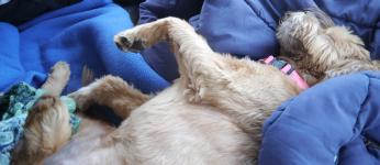 Our doggie during the trip by Christina Jarmolinski