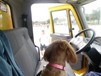 My Doggie in the Moving Truck