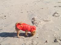 Doggie's first contact with Atlantic Beach by Christina Jarmolinski