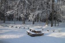 View out of my Studio Window by Christina Jarmolinski