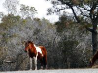A Young wild Pinto on Assateague Island, MD photo Christina Jarmolinski