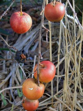 Frozen Apples in the farmhouse garden by Christina Jarmolinski
