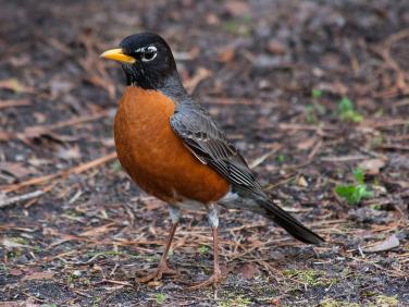 Robin in our Yard photo by Rob de Koter