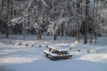 View out of my Studio Window